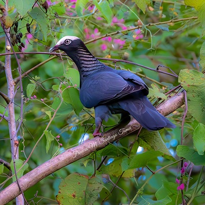 Paloma cabeciblanca, Patagioenas leucocephala