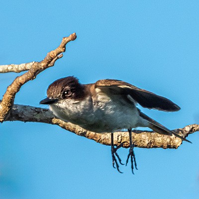 Clérigo de Puerto Rico, Tyrannus caudifasciatus taylori