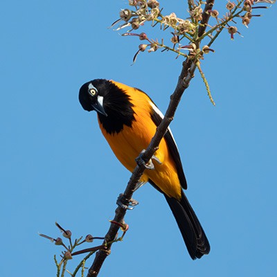Turpial venezolano, Icterus icterus