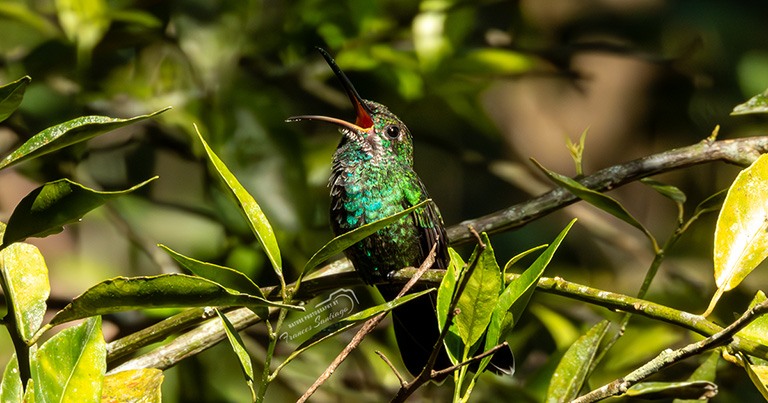 Diferencias entre un ave endémica y un ave nativa