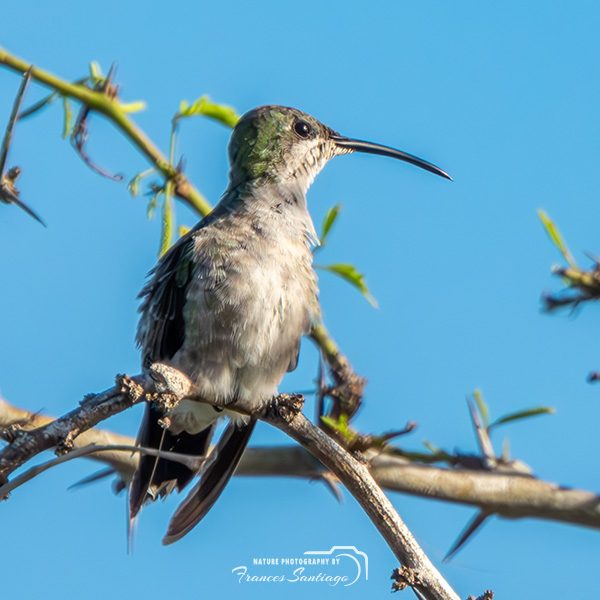 Zumbador dorado de Puerto Rico (Puerto Rican Mango / Anthracothorax aurulentus)