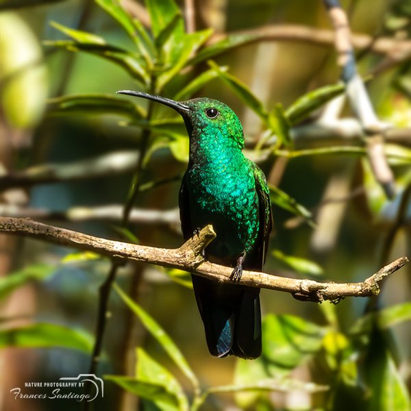 Zumbador verde de Puerto Rico (Green Mango / Anthracothorax viridis)