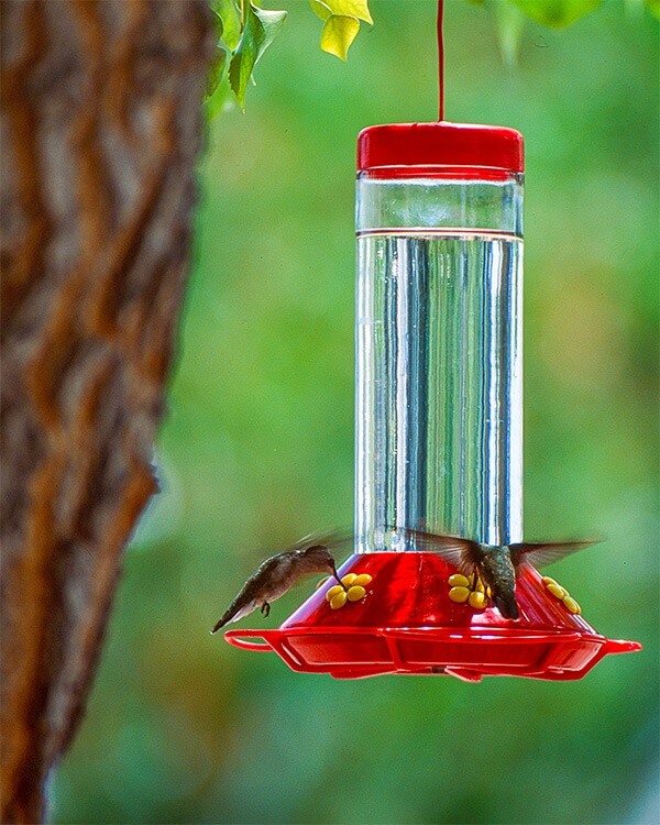 Mantenimiento de los bebederos para colibries
