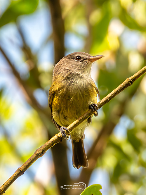Bienteveo de Puerto Rico en su habitat