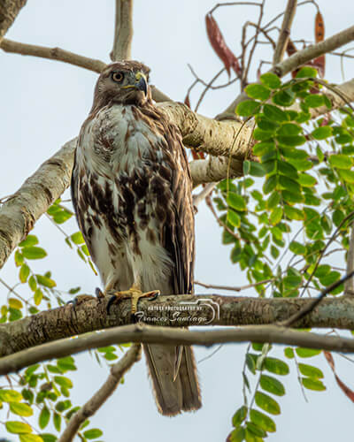 Guaraguao en su habitat