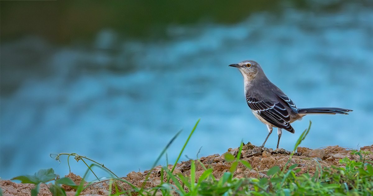 Diferencias entre pájaro y ave