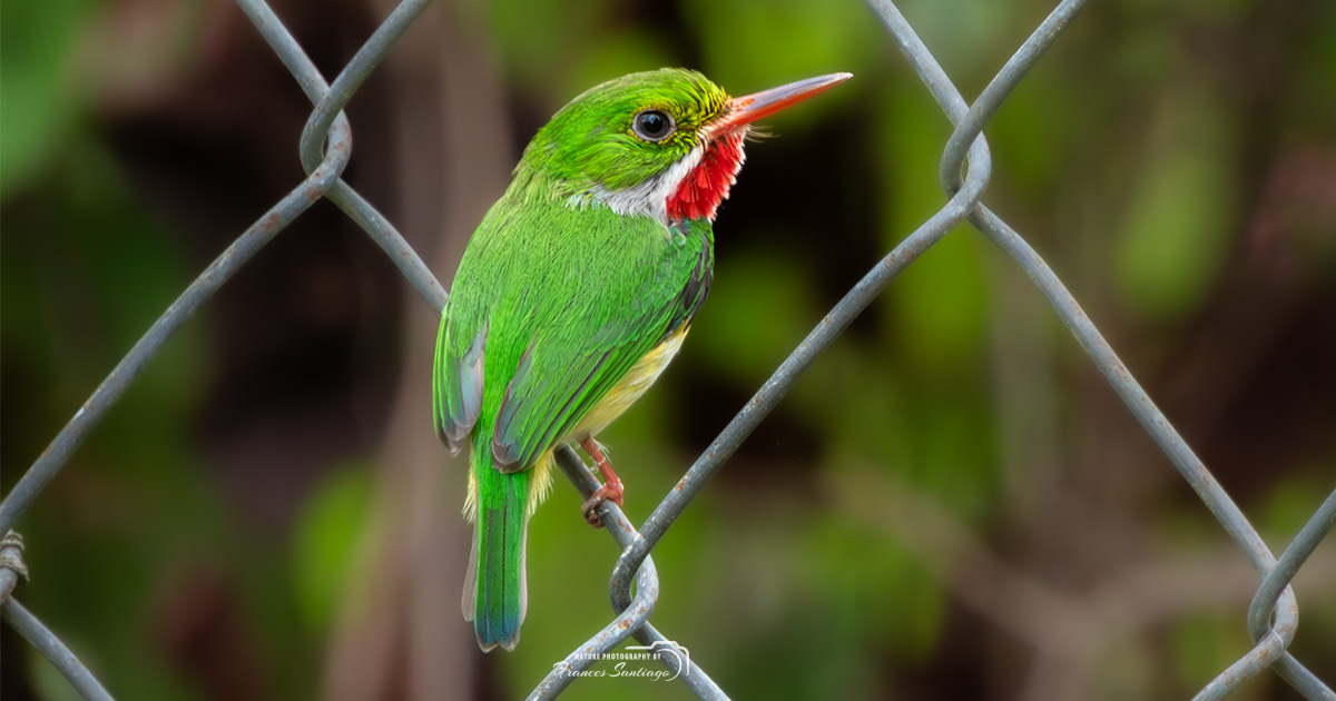 Queremos que el San Pedrito sea el ave nacional de Puerto Rico