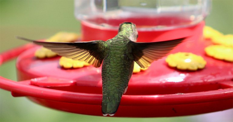 Cómo empezar en la observación de aves