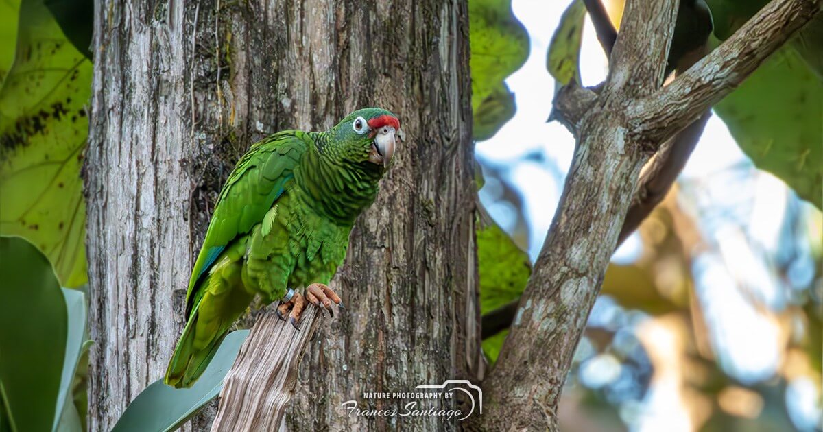 Cotorra puertorriqueña, iguaca, amazona vittata