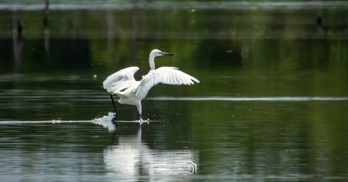 Garza rojiza en Puerto Rico