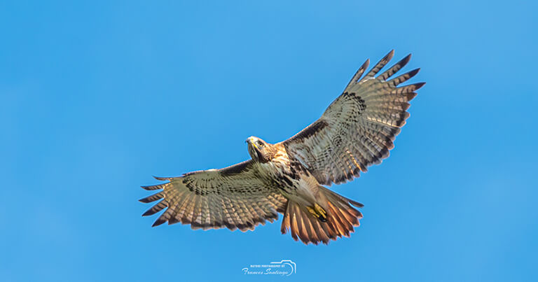 Guaraguao colirrojo en Puerto Rico