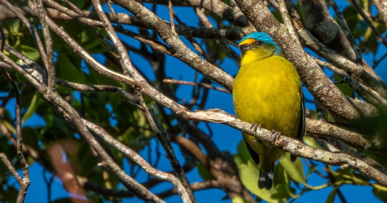 Jilguero de Puerto Rico