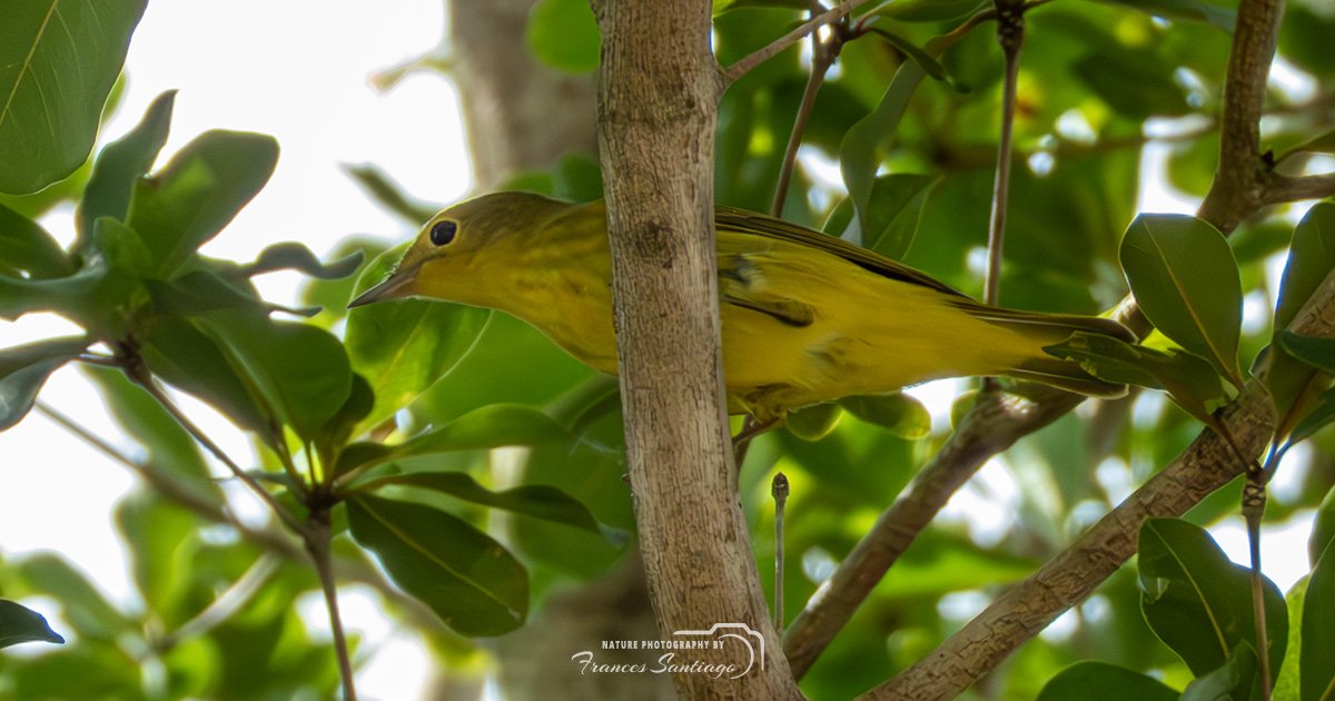 Reinita amarilla o canario de mangle en Puerto Rico