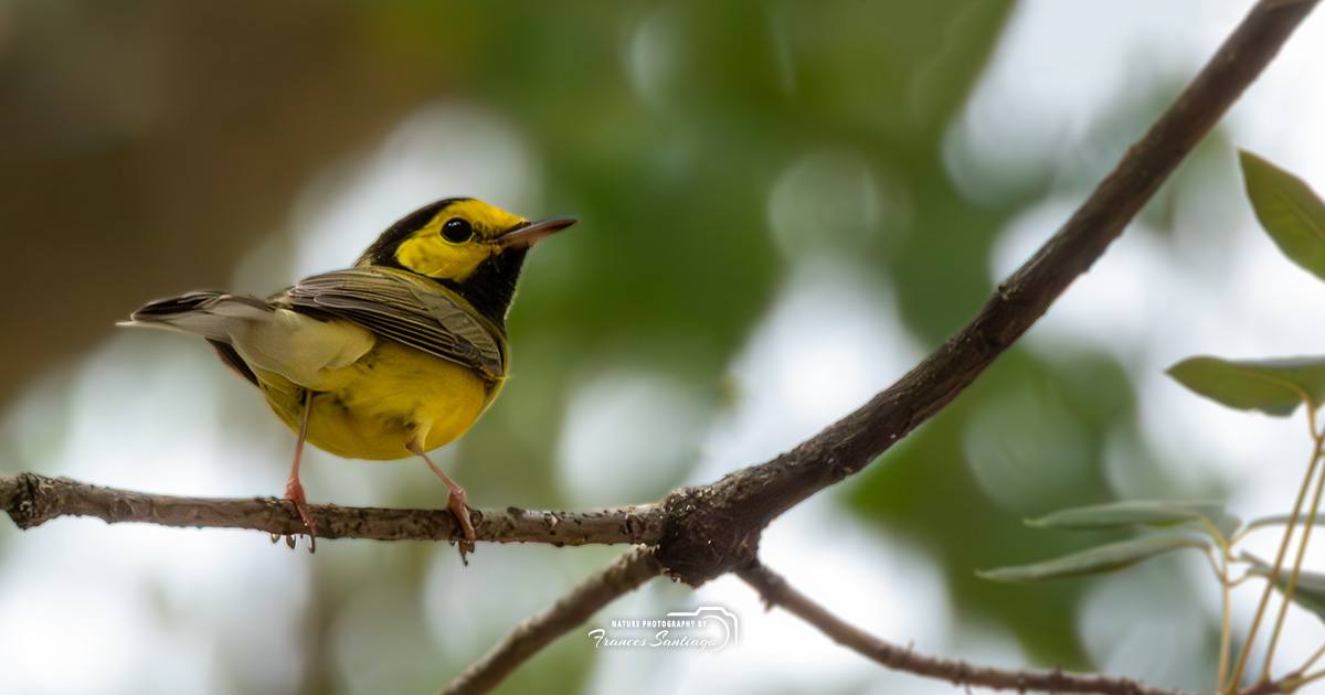Reinita encapuchada en Puerto Rico