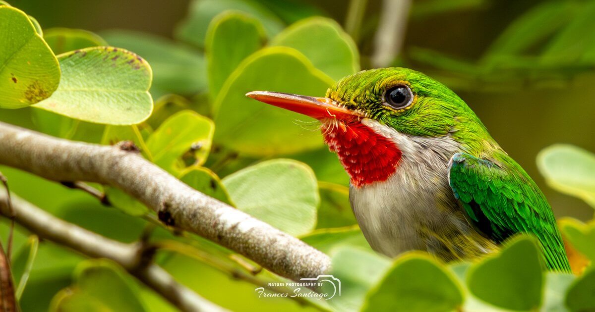 San Pedrito de Puerto Rico