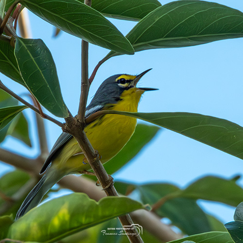 Reinita mariposera en su habitat