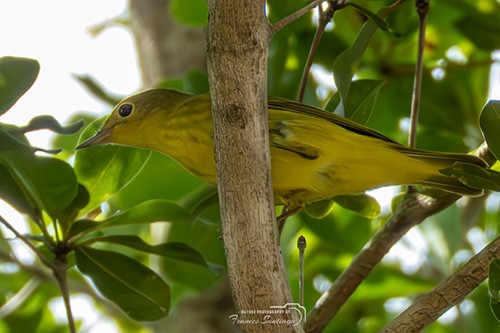 Observación en Puerto Rico de la reinita amarilla migratoria