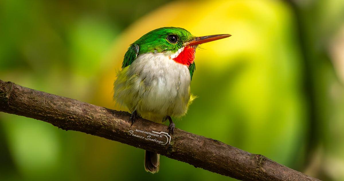 San Pedrito con papaya de fondo