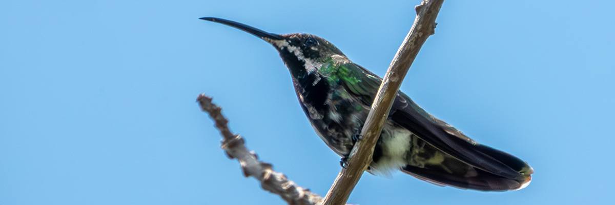 Zumbador dorado de Puerto Rico macho juvenil