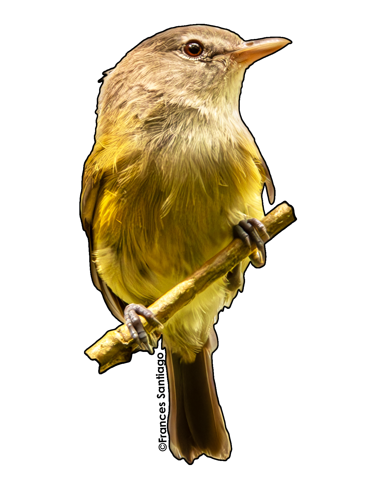 sticker de pájaro Bienteveo