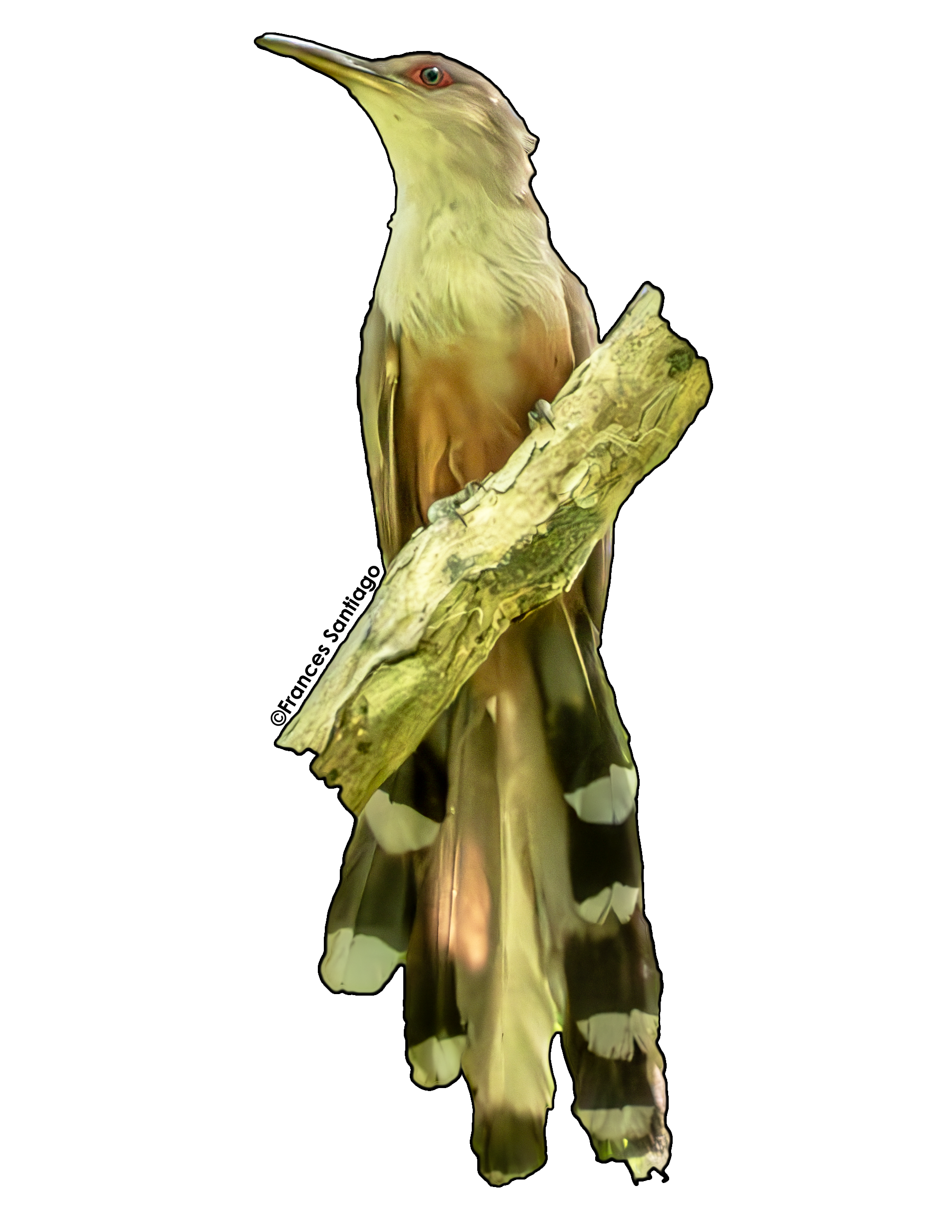 sticker de pájaro Bobo mayor