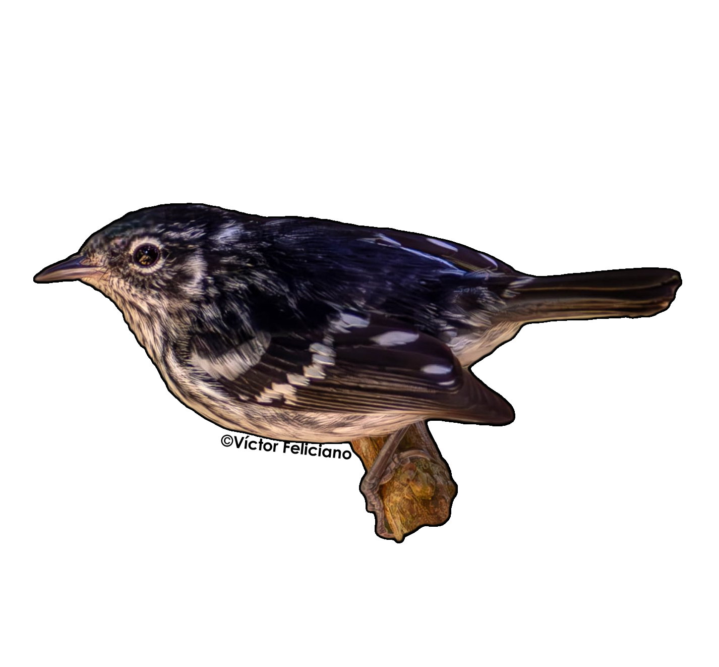 sticker de pájaro Bosque enano