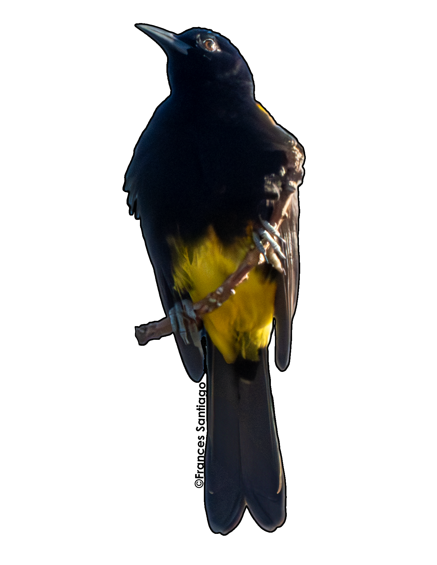 sticker de pájaro Calandria