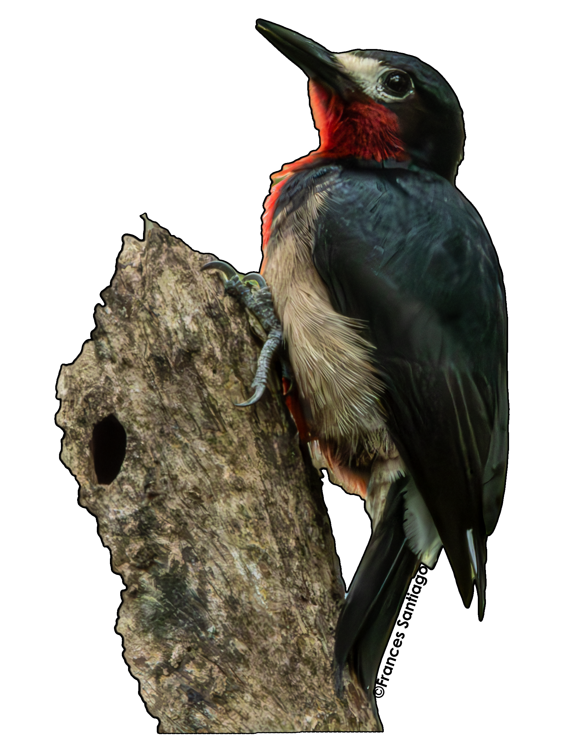 sticker de pájaro Carpintero