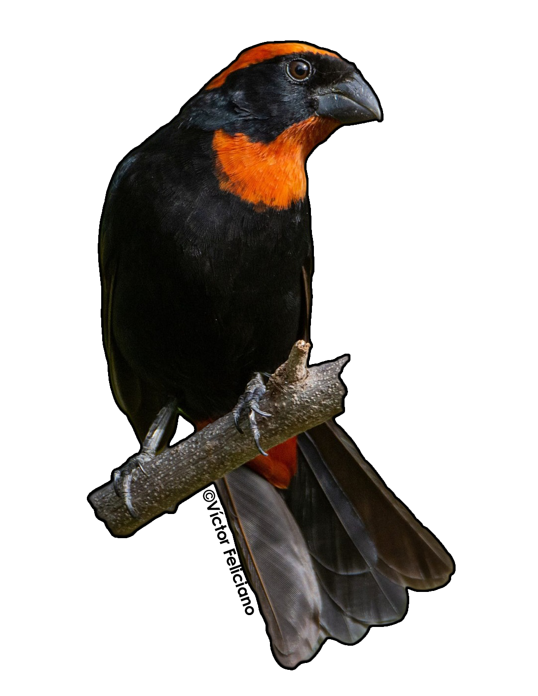 sticker de pájaro Comename