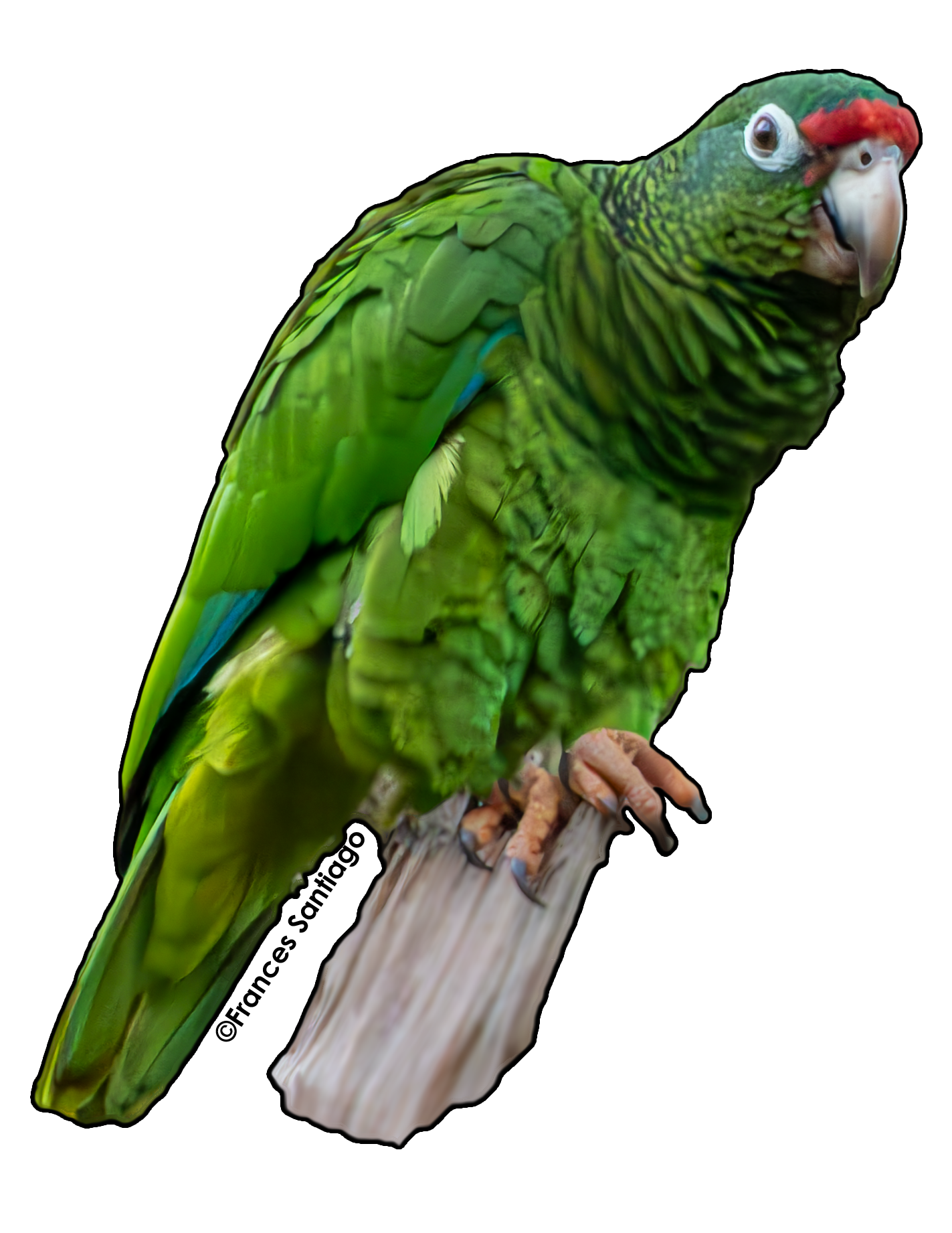 sticker de pájaro Cotorra