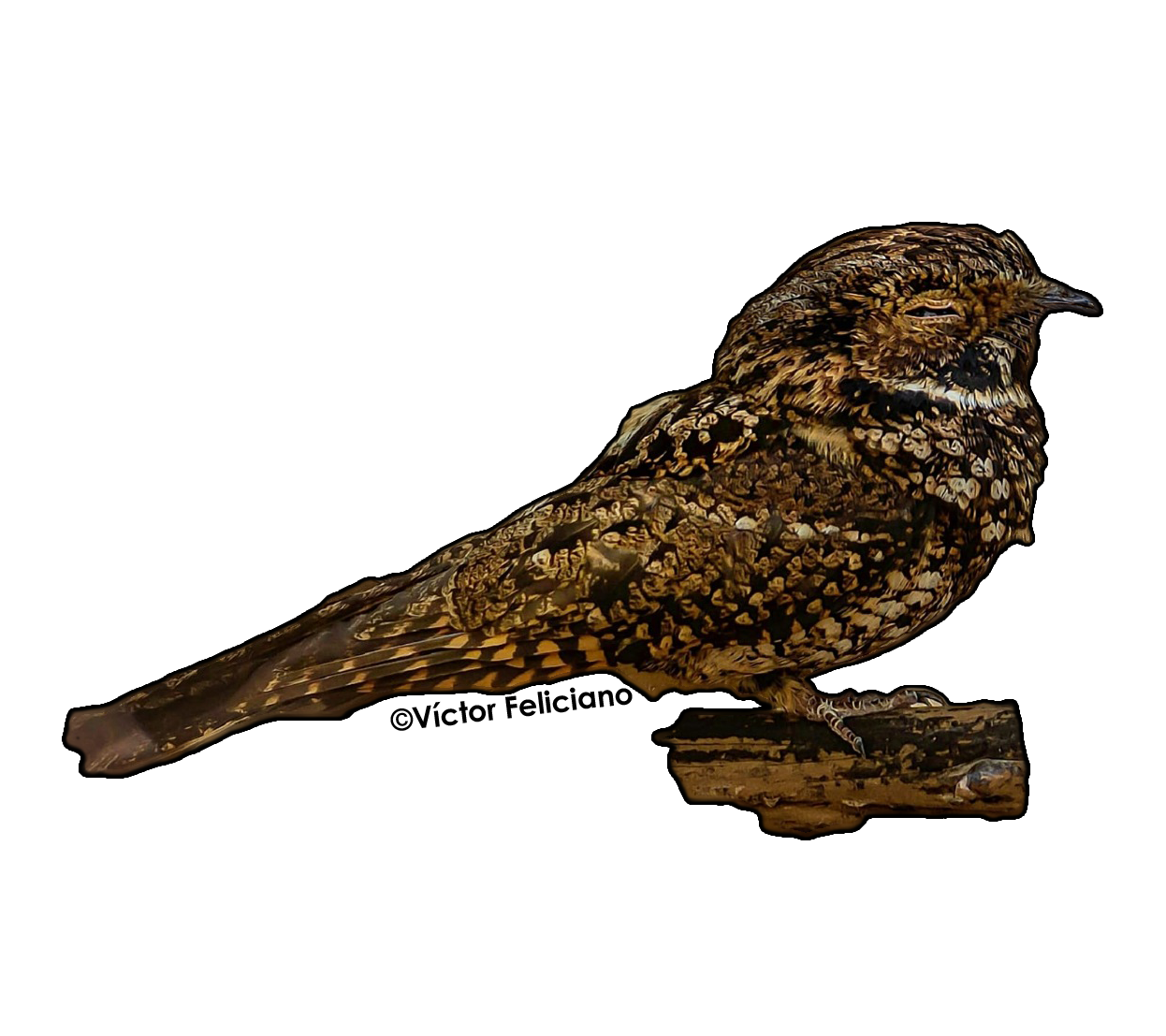 sticker de pájaro Guabairo