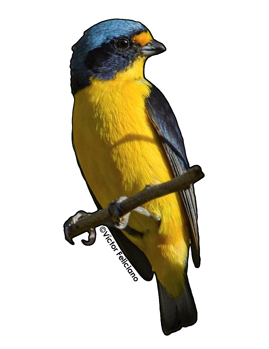 sticker de pájaro Jilguero