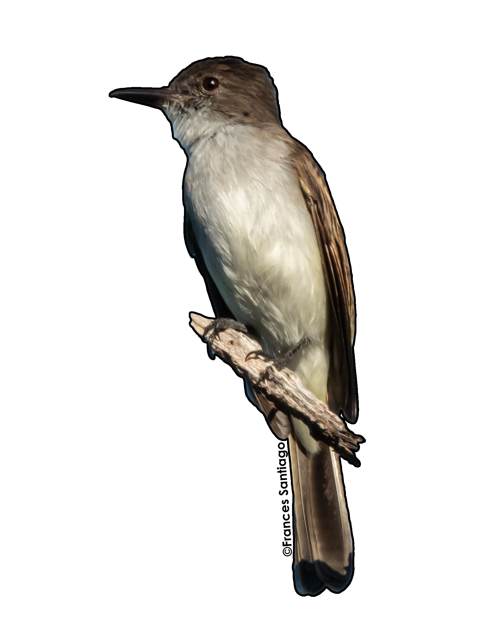 sticker de pájaro Jui