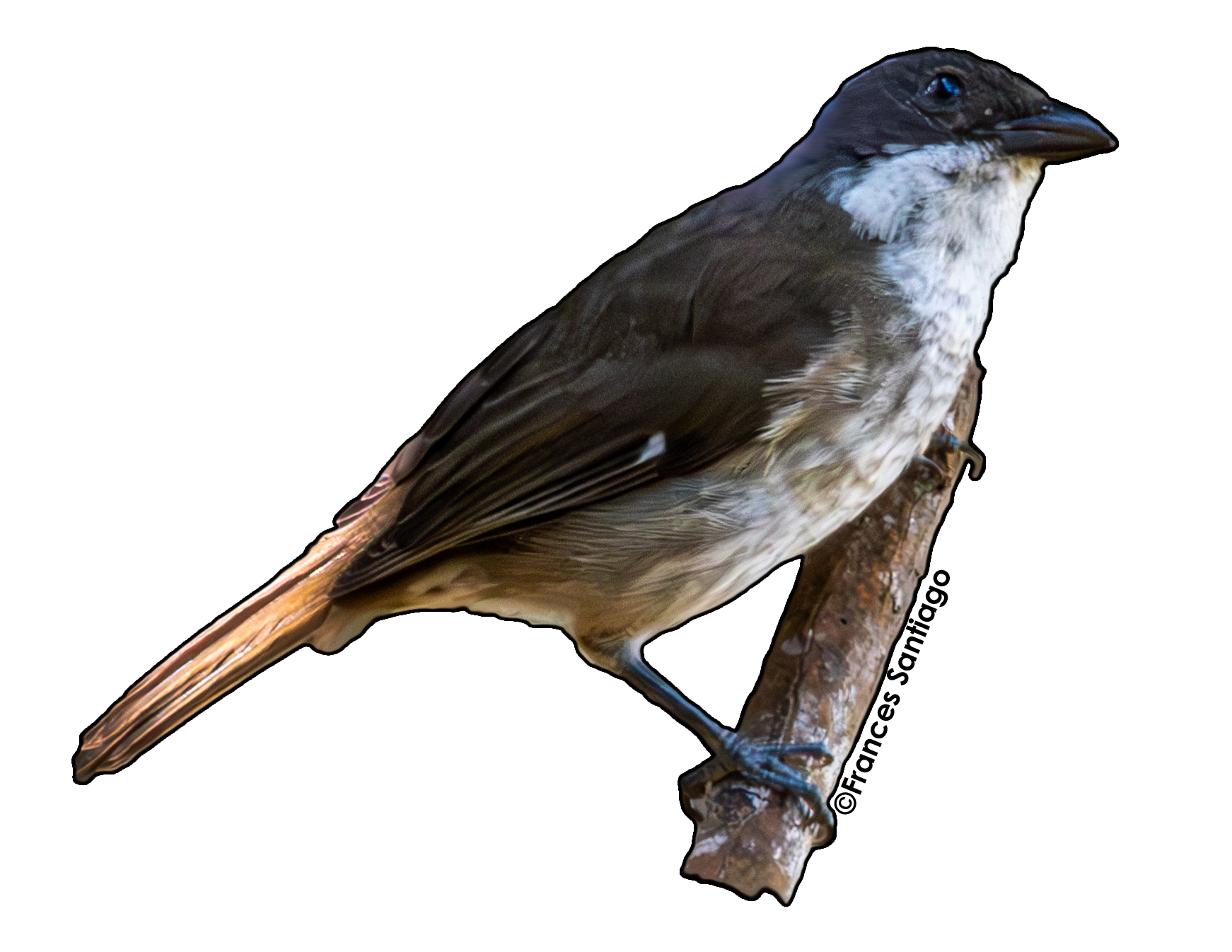 sticker de pájaro Llorosa