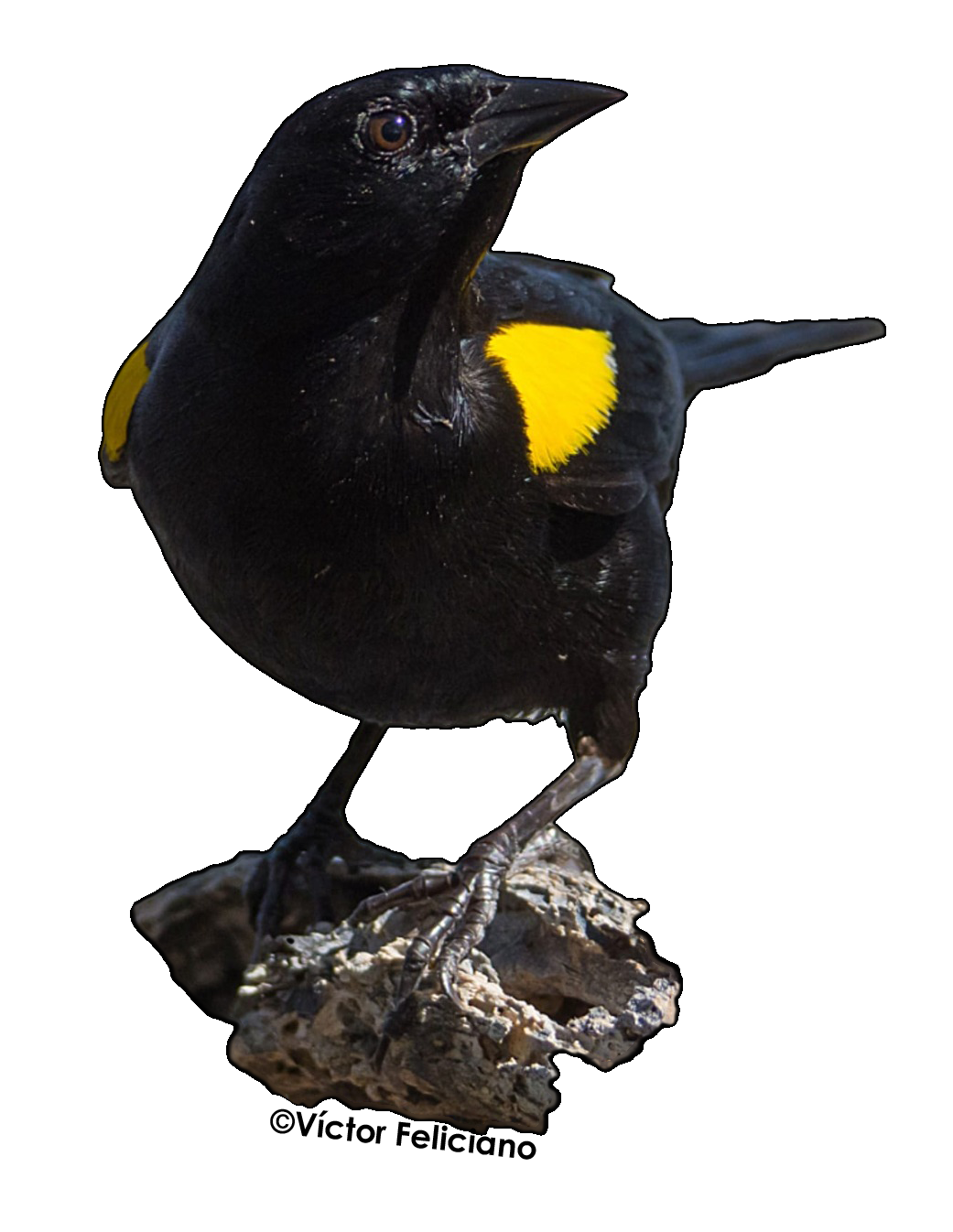 sticker de pájaro Mariquita