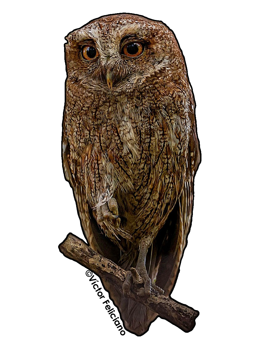 sticker de pájaro Mucarito