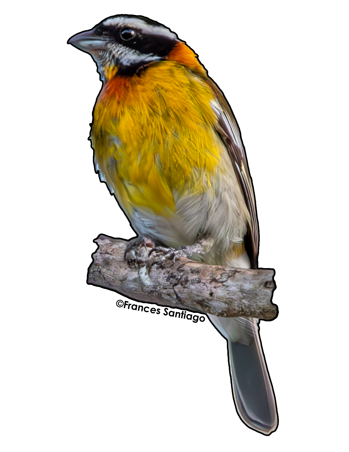 sticker de pájaro Reina mora