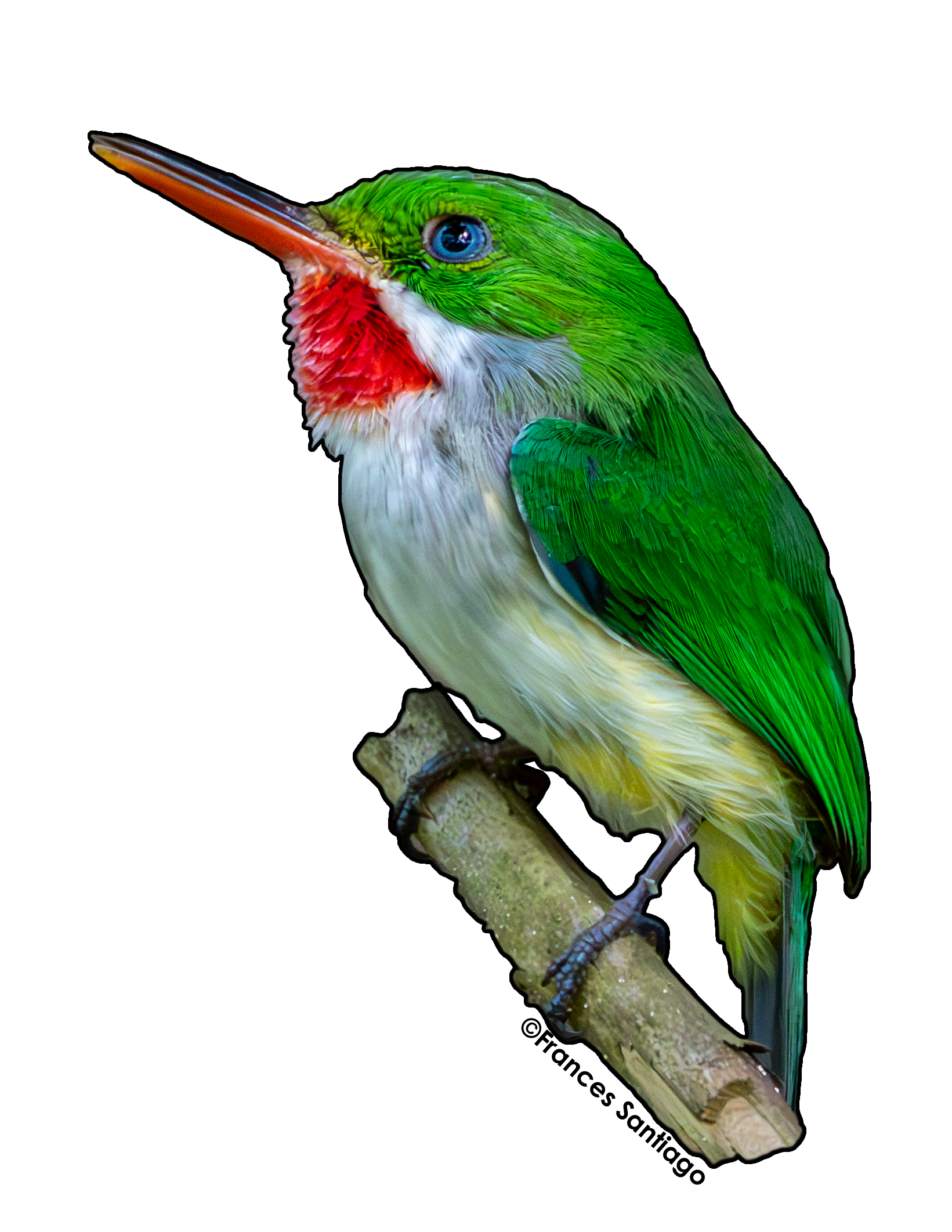 sticker de pájaro San pedrito