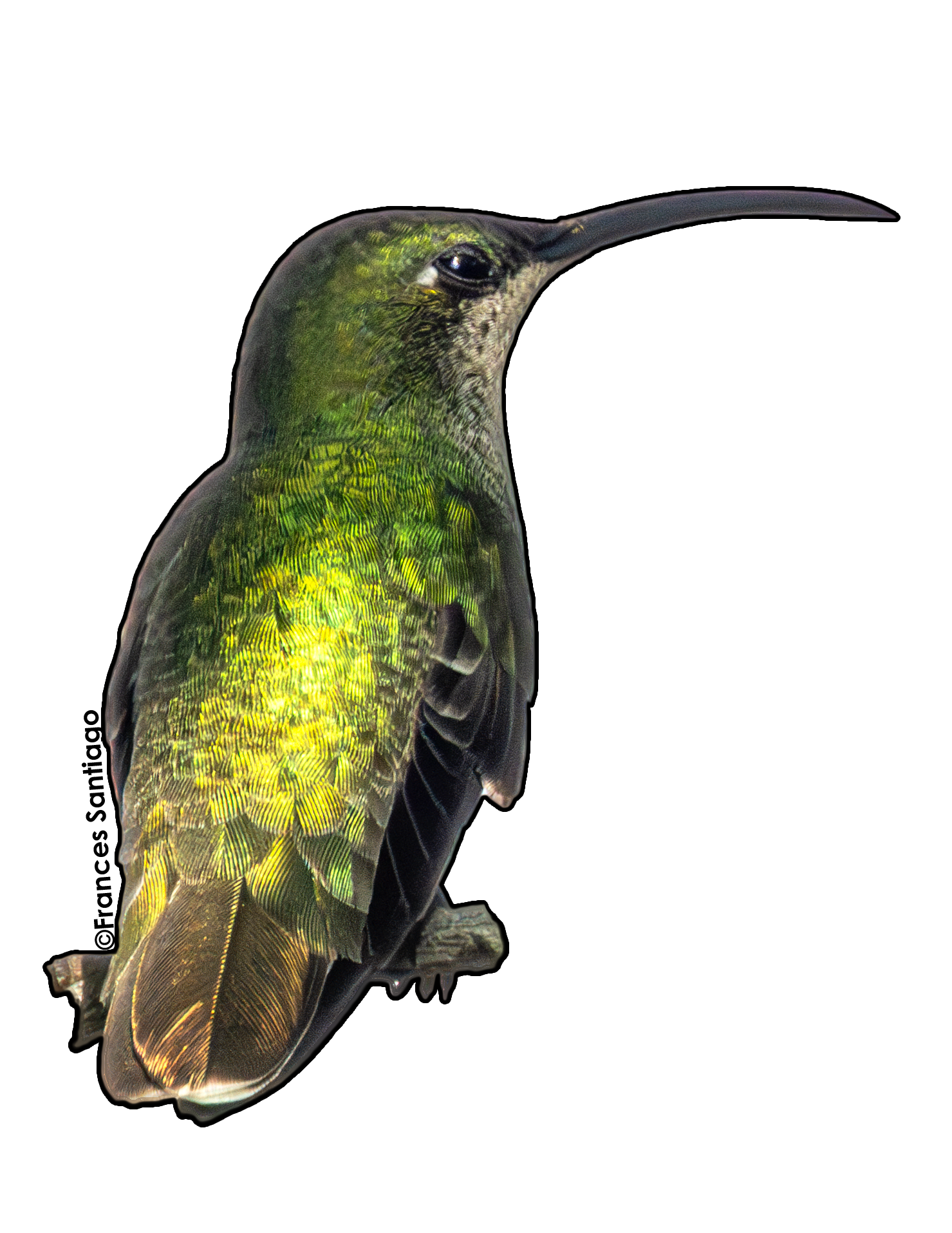 sticker de pájaro Zumbador dorado