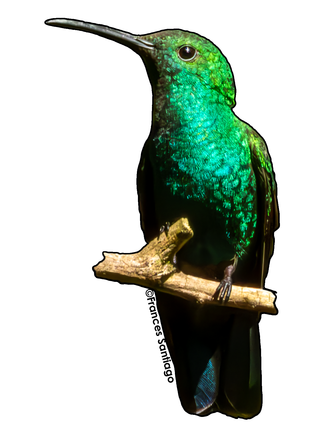 sticker de pájaro Zumbador verde