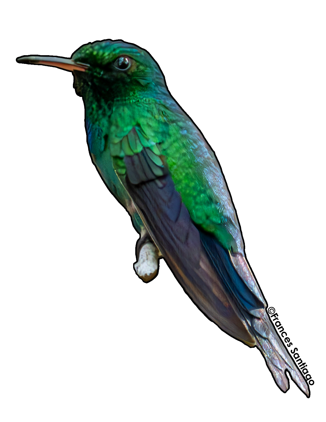 sticker de pájaro Zumbadorcito